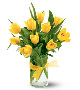 Sunny Yellow Tulips